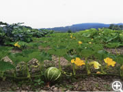 野菜畑（無農薬・有機栽培）