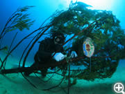 アオリイカの人工産卵床を海底に設置するダイバー