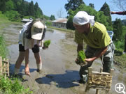 田植え指導