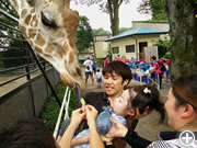 動物園見学でキリンにえさやり