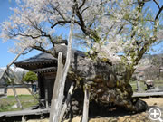 樹齢1300年をほこる薬師桜