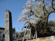 薬師桜の勇姿