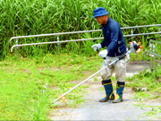 原っぱ広場除草