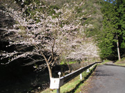 川辺に植えられた桜が咲きました