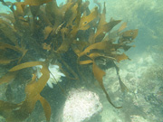 植林した海藻にイカの産卵