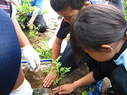 ヤマヤナギの植栽　大山の厳しい環境でも育ちます