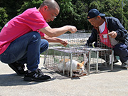 香川県 男木島　手術を終えたさくらねこをリリース