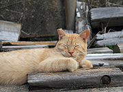 香川県男木島　手術を終えて　幸せ　さくらねこ