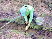 小川の川底にキャベツの葉を置く作業中