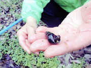ホタルの幼虫は殻に潜り込みカワニナに食いついていた