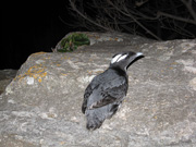 帰島したカンムリウミスズメ（2014年4月　枇榔島）