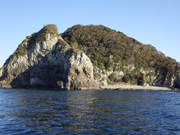 カンムリウミスズメ巣立ち（2014年5月　枇榔島）