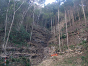 間伐により再生した里山