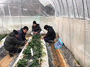 依存症の回復支援と雇用創生を目指す農園を奈良県と三重県に展開。最近は、貴重な「白いイチゴ」作りに取り組んでいます。