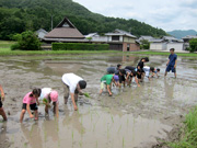 6月田植え